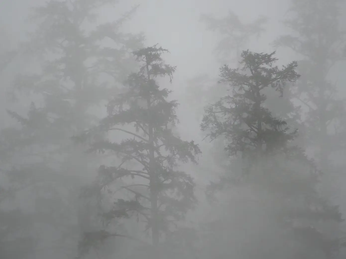 M Merchant, Unnamed 002