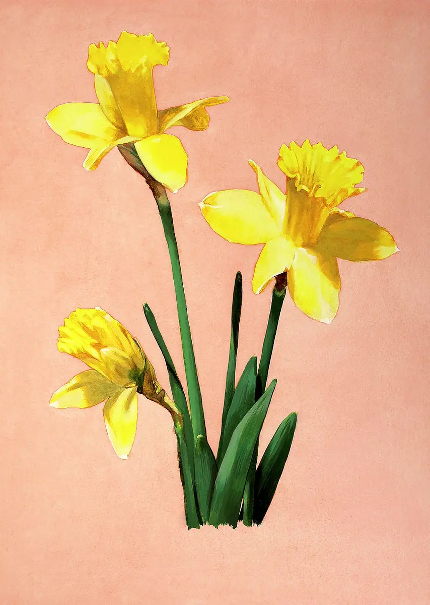 daffodils