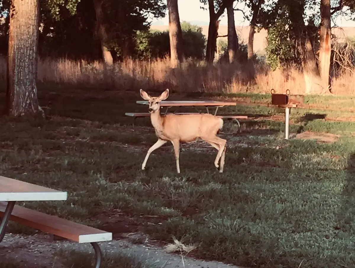 Alex Lemon – untitled_deer